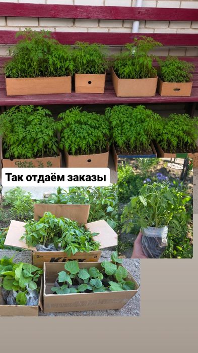Рассада разных сортов помидор