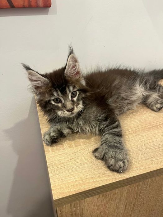 Baietel polidactil Maine Coon PEDIGREE Felisa