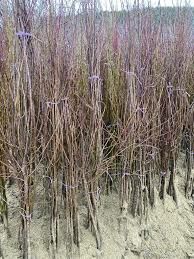 Vand puieti de pruni românești