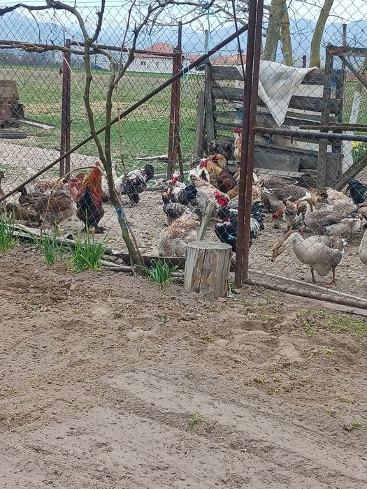 De vanzare oua de gaina și gasca