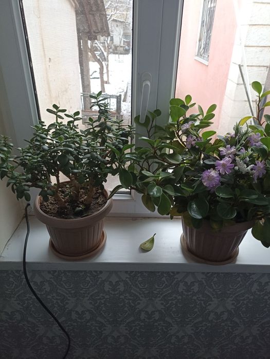 Комнатные ( домашние ) цветы