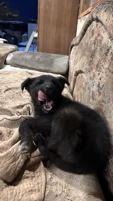 Собака бесплатно