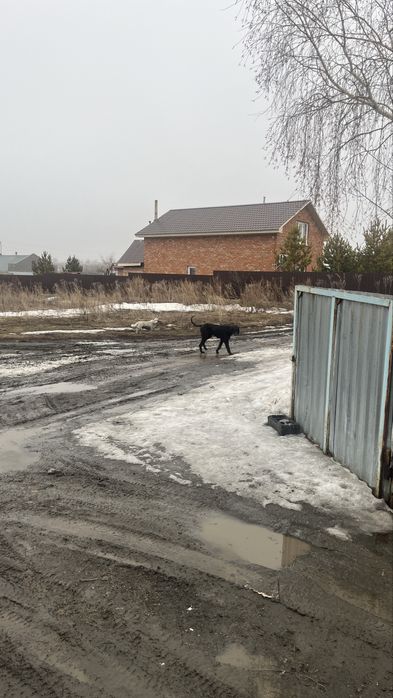 Пропала тазы сука 1 год