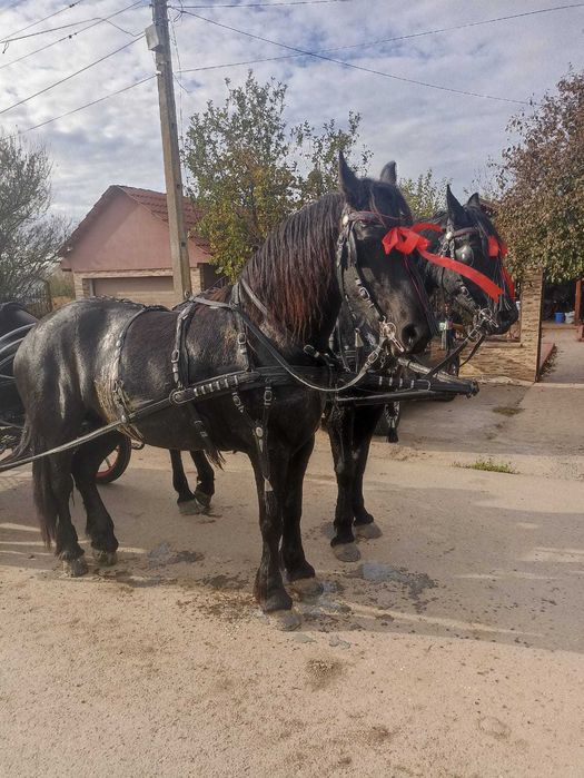 Iepe friesieni, maraton, hamuri si clopotei de vanzare