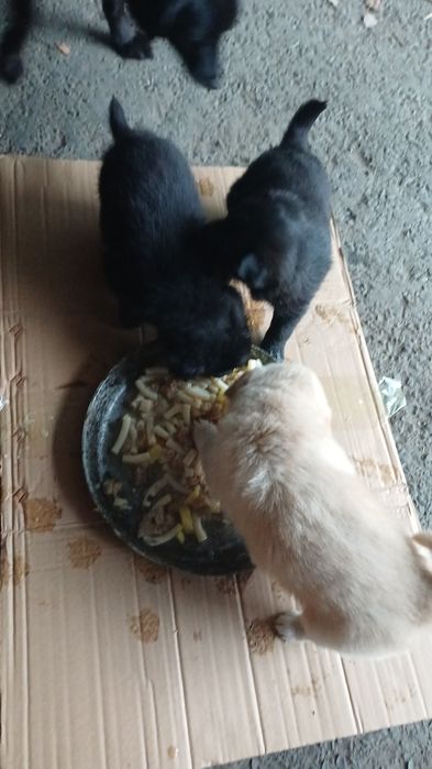 Продам щенков дворняжки