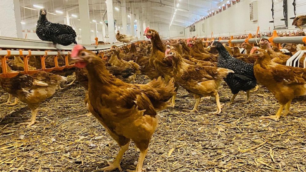 Găini albe de carne