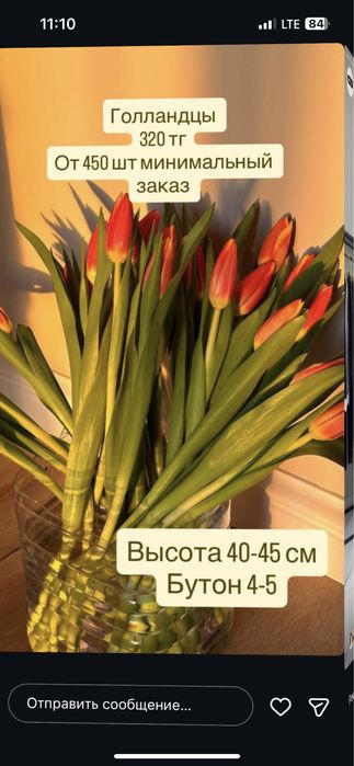 Тюльпаны Голландия