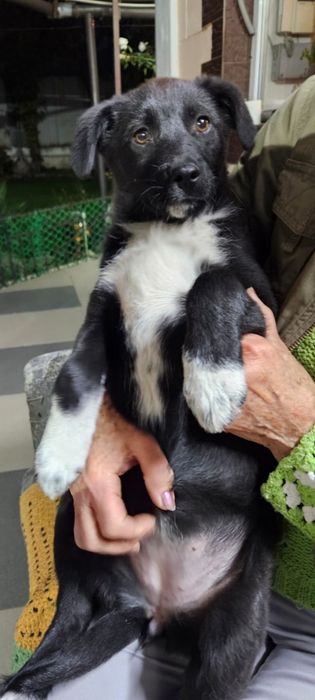 В добрые руки два щеночка девочки