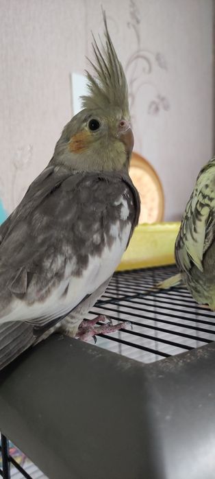 Попугайчики Кореллы.