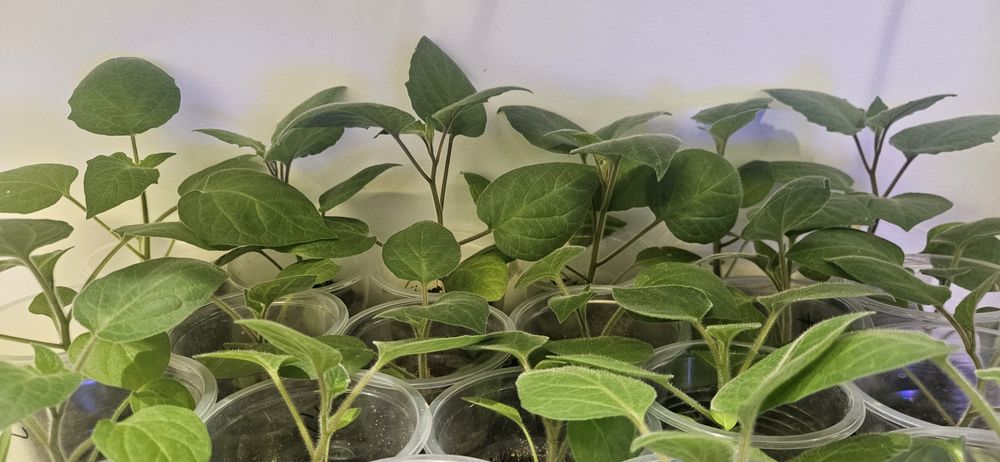 Продаётся рассада и семена физалиса (Капский крыжовник, земляная клюкв