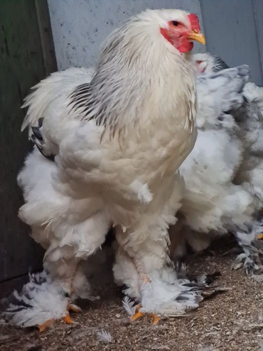 Cocos Brahma Columbia alb albastru