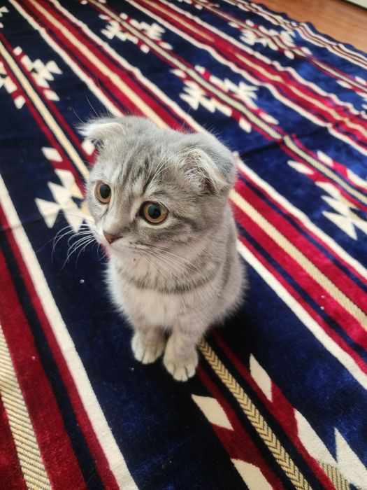 Mushuk Scottish fold