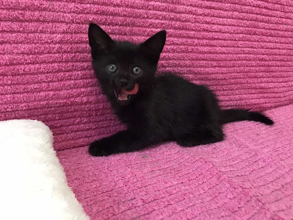 Подарявам малко мъжко коте с изградени навици