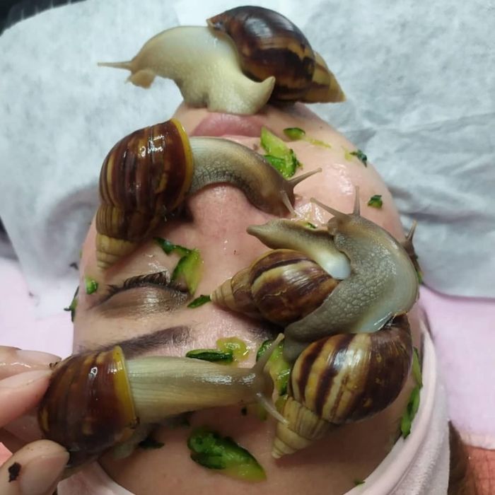 5 6 sm Ulitka Fulika Panterkalar sotiladi