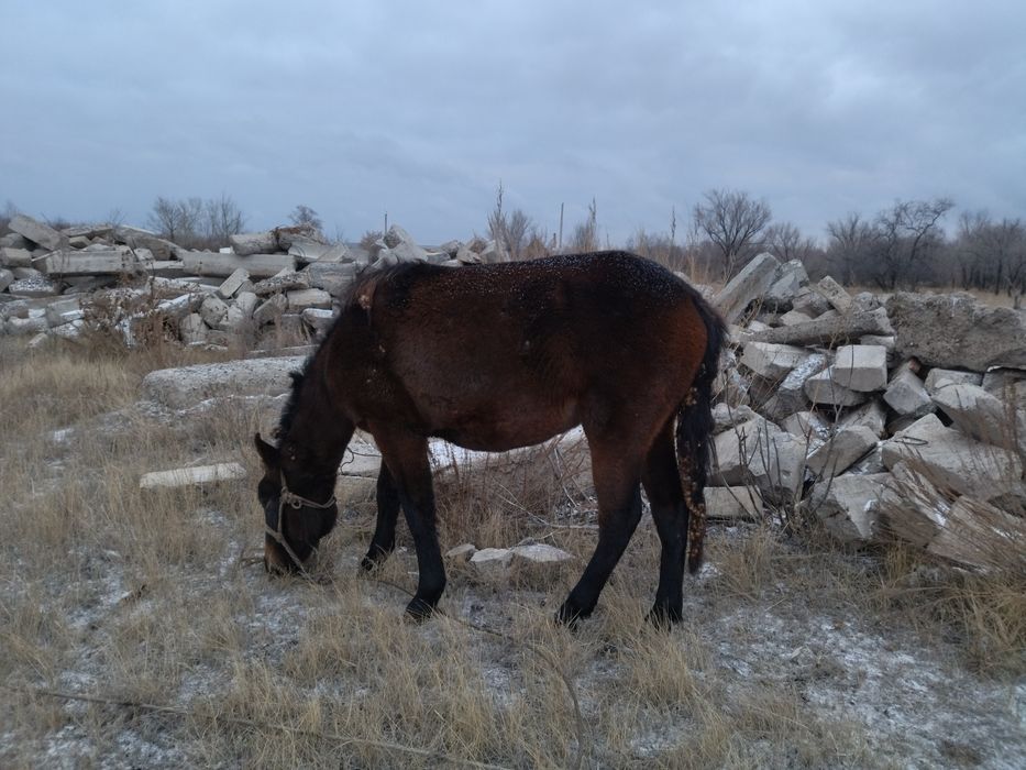 Дом в аренду для рабочих
