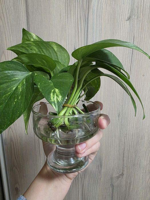 Эпипремнум 300 тг (срезы и готовые растения)