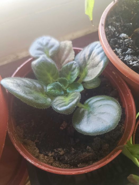 Стайна теменужка и авокадо