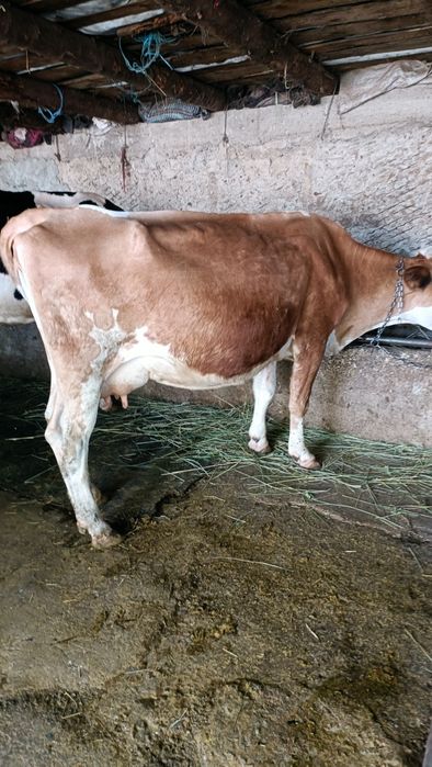 De vînzare două vaci cu lapte