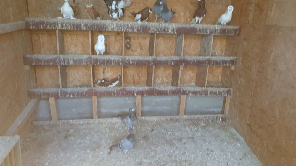 Vând porumbei ornament mai multe rase