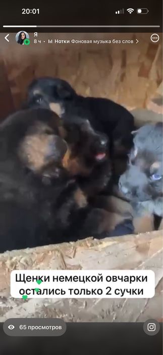 Щенки немецкой овчарки