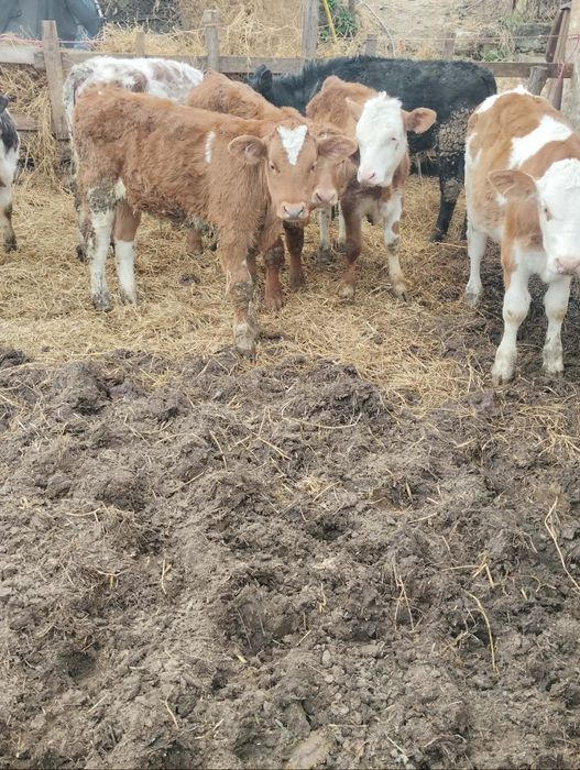 De vânzare 13 tăurași și 6 vitele