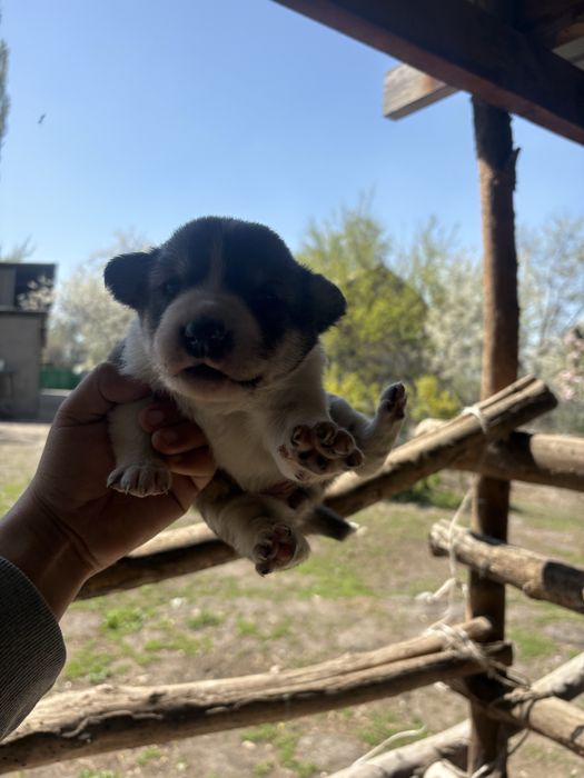 Продам щенят лайки