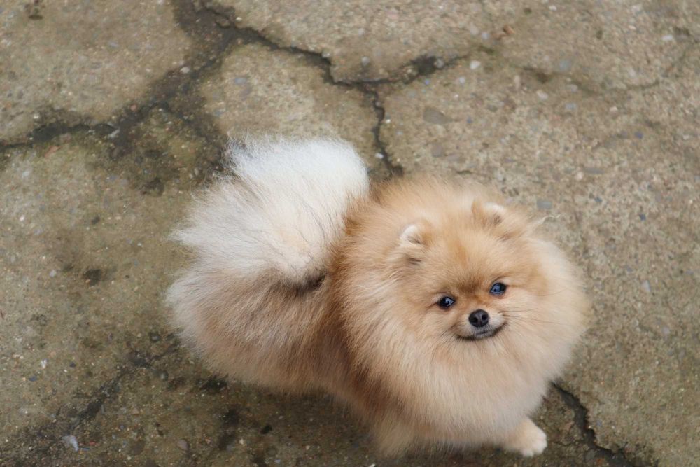 Миниатюрно момиченце померан с родословие FCI