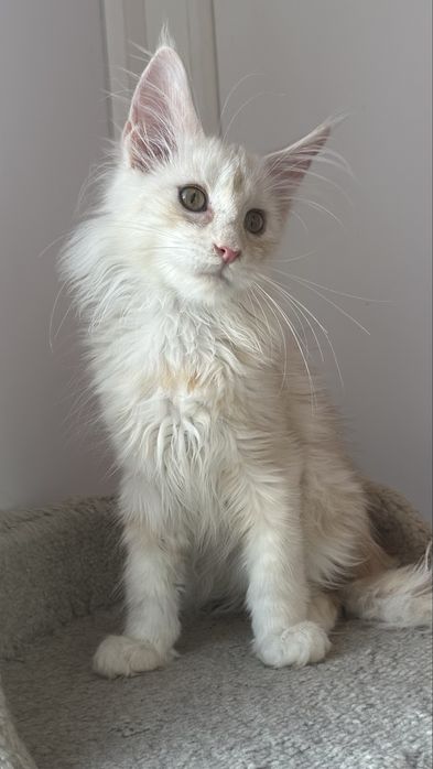 КОТЯТА_Продаются_