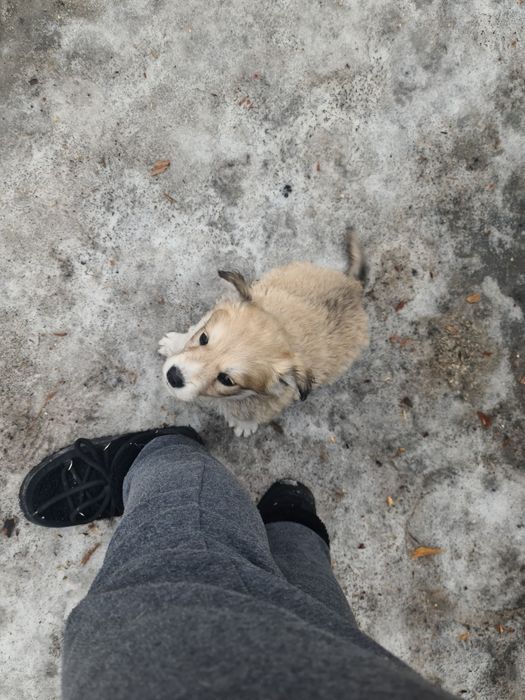 Отдам щенка бесплатно