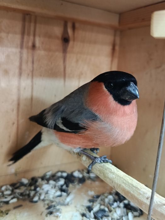 Снегири пара дикие