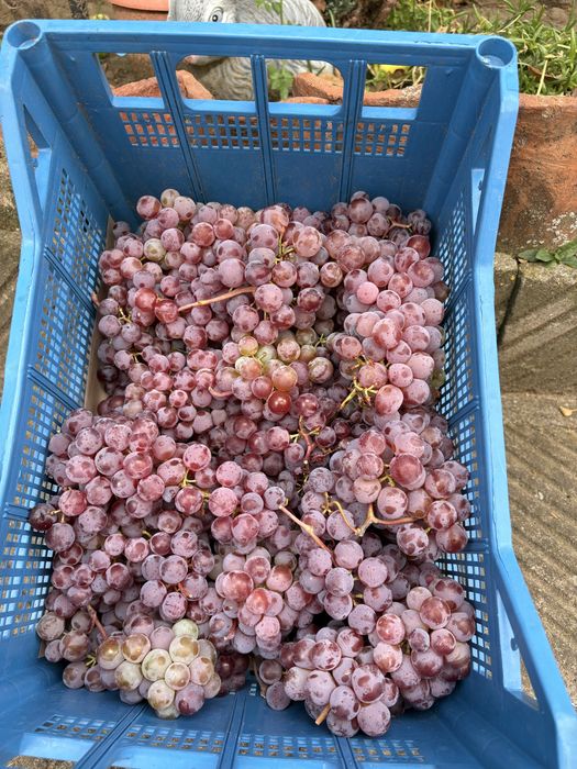 Продавам грозде, Червен Мискет - безплатно мелене на място