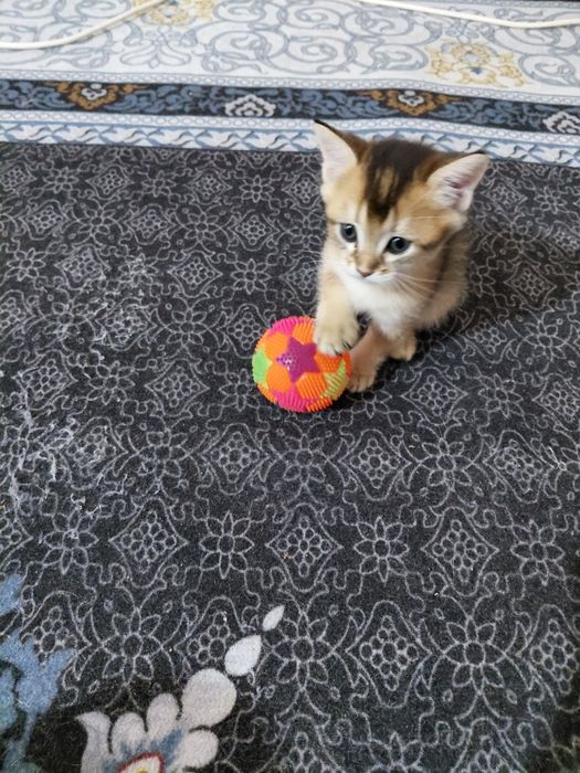 Мушук сотидади шатланская