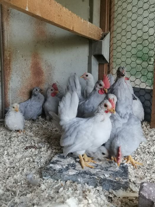 Chabo lavandă pui