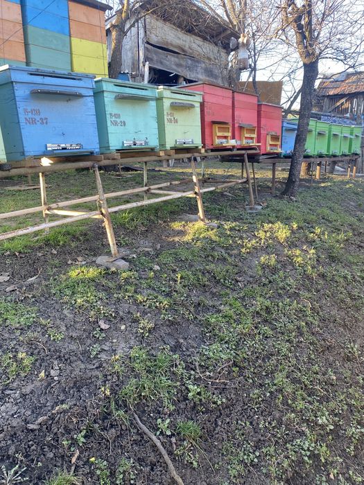 Vand 30 familii de albine .Pret negociabil.