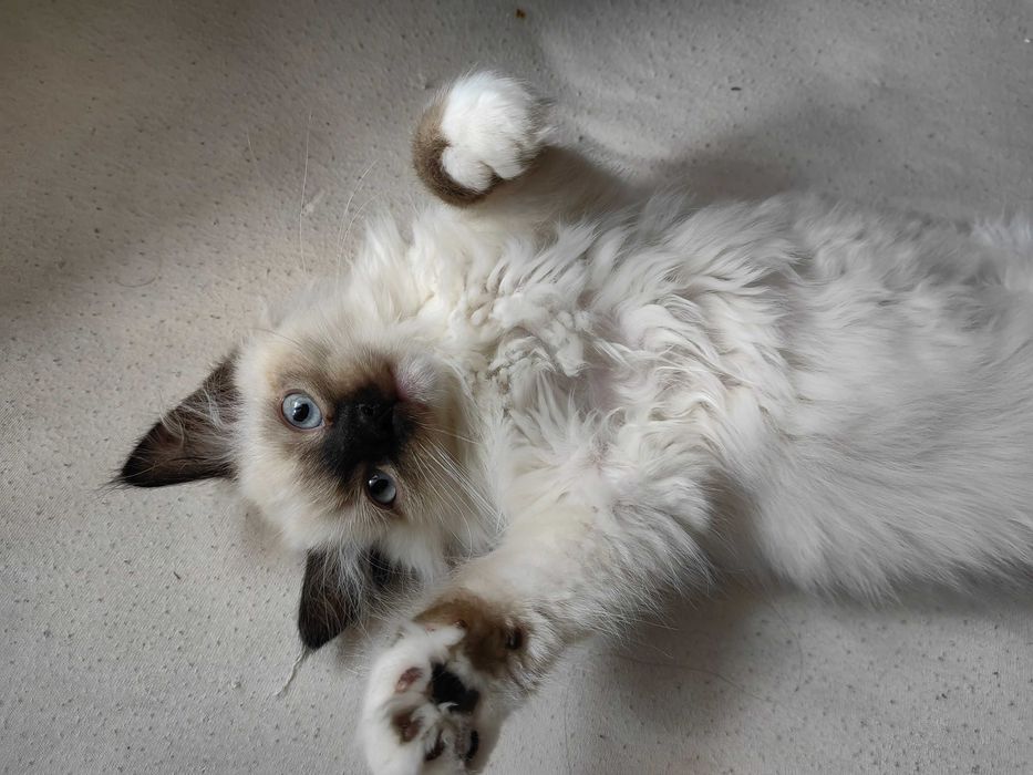 Чистокръвни котенца Ragdoll/ Регдол