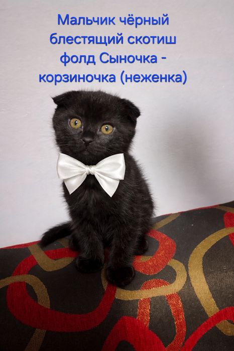 Бронь. 29.01. Продаётся породистые котята скотиши