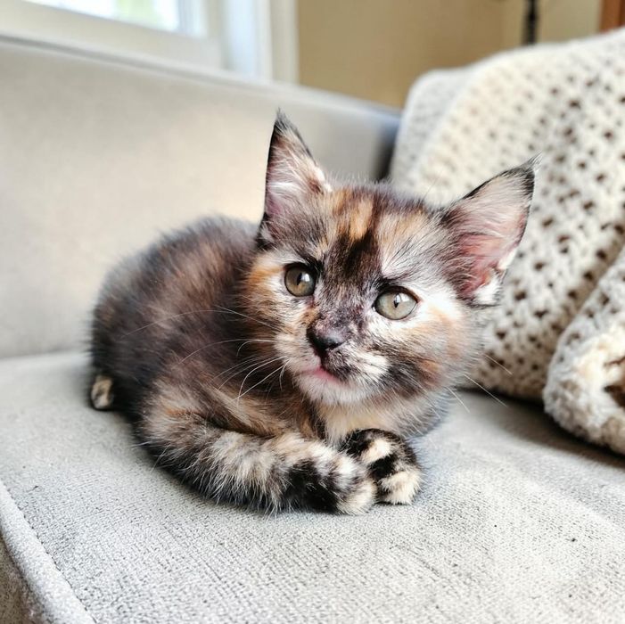 Ищет дом и семью котенок-девочка