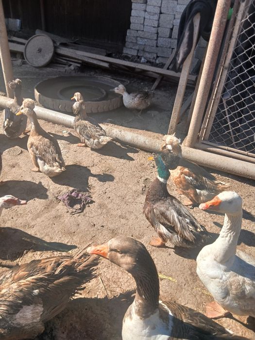 Oua de rata motata pt incubat