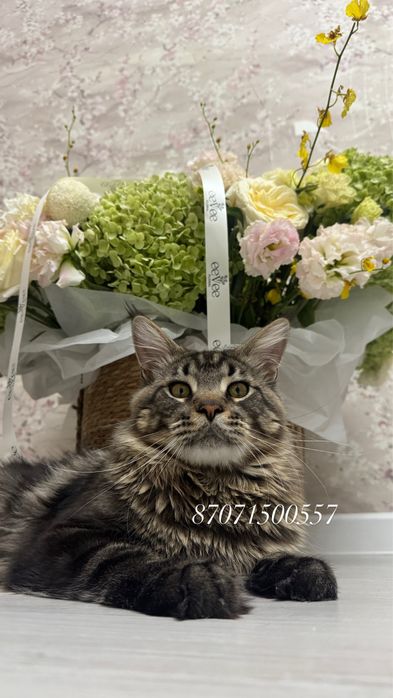 Крупный Молодой МейнКун Вязка