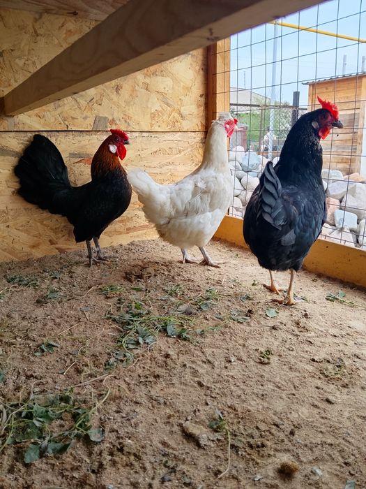 Продам. Карликов семья