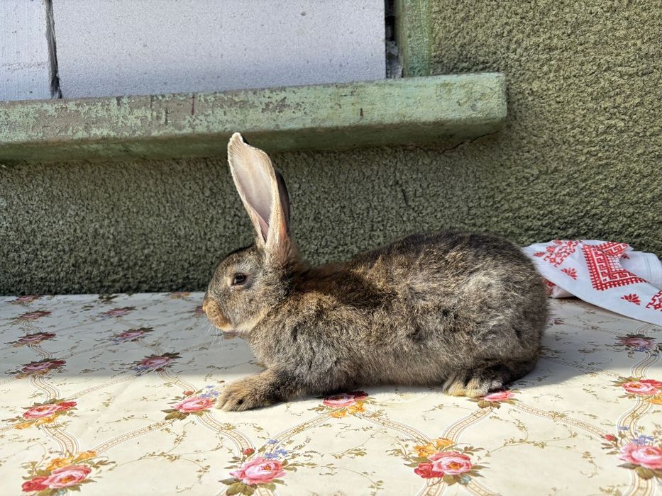 Uriaș german 2 luni și UG+Hycole 2 luni Masculi