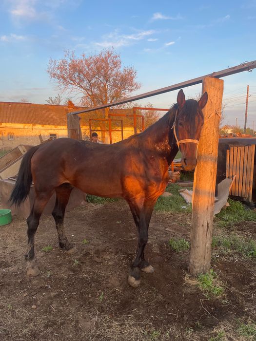 Орловский рысак жеребец