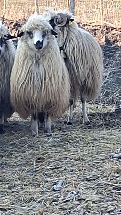 Vând 2 oii o miaoră și o strămioară