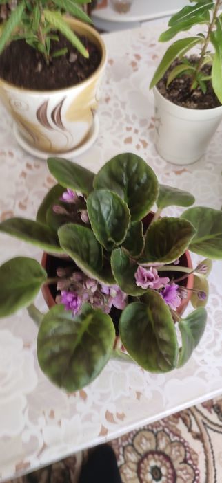 Продам красивые цветы