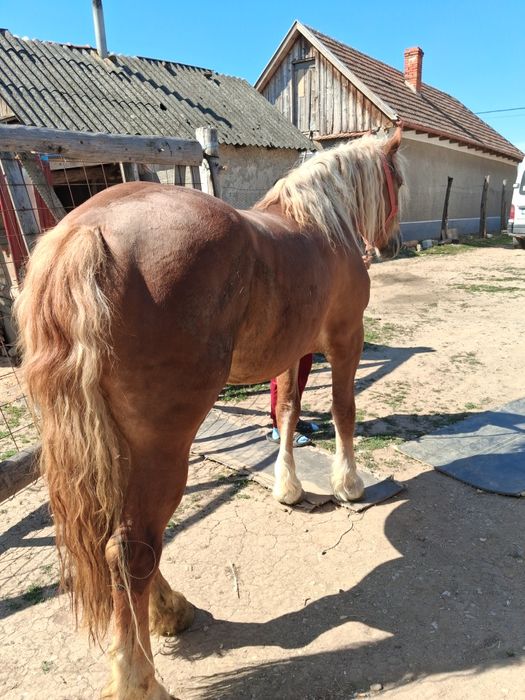 Vand iapa  de 3 ani