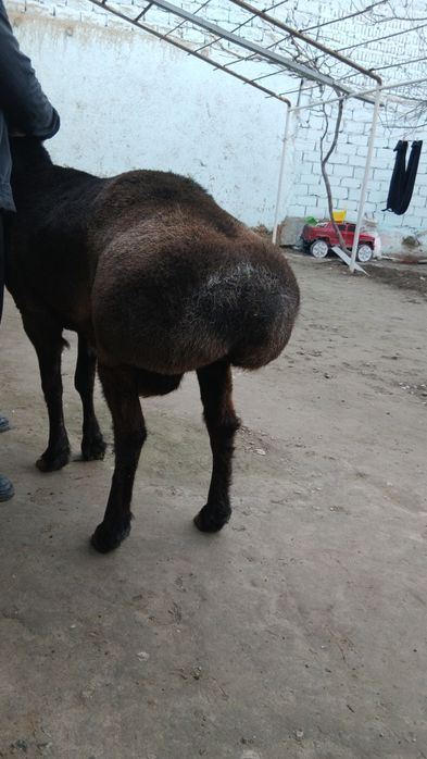 Urug'likga quchqor sotiladi