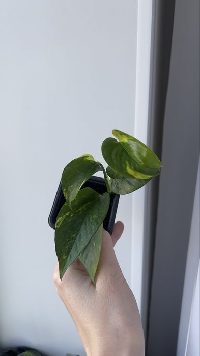 Голдфингер голдфингер