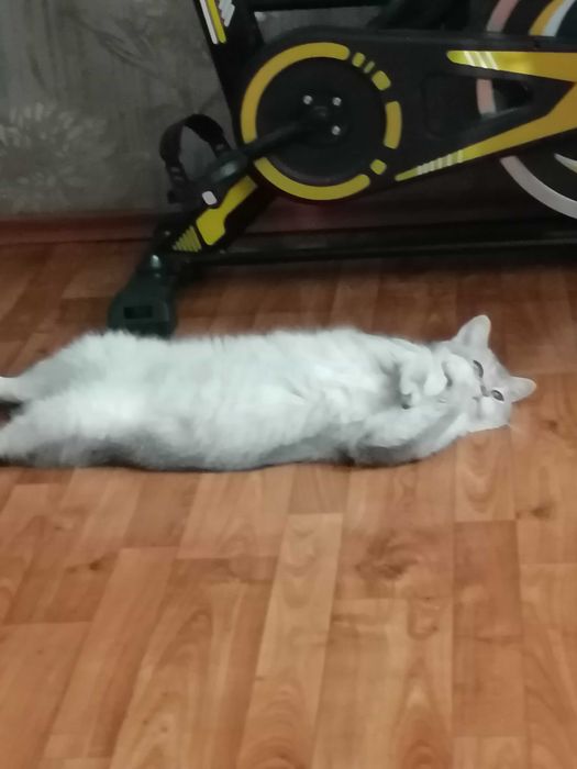 детский садик для животных