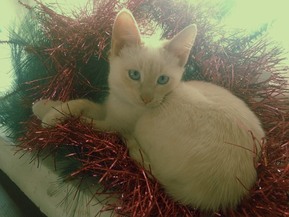 Передержка животных 1000тг