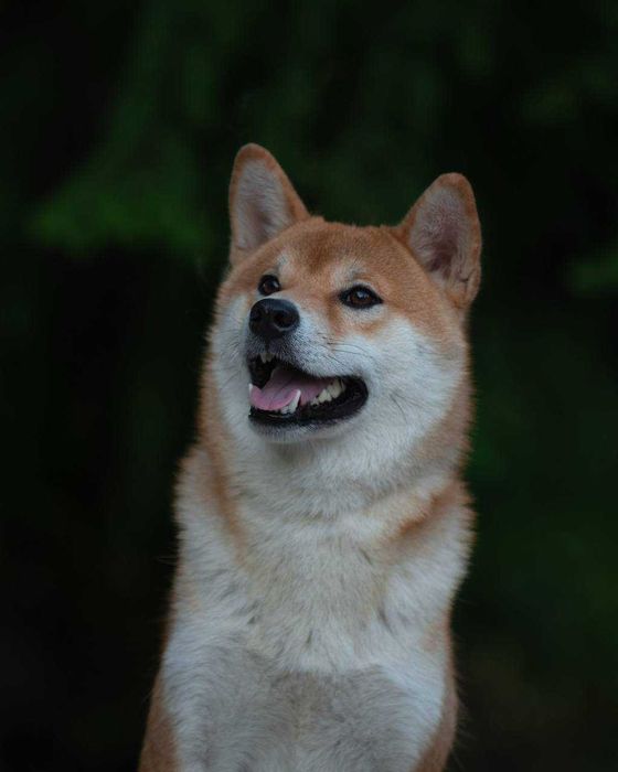 Кобель сиба-ину на вязку